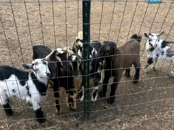 ماعز (دفعة، الجنس غير محدد), Nigerian dwarf goats