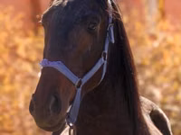 Aygʻir, Thoroughbred horse — 3-rasm