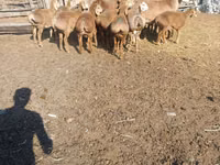 Ram, Arashan sheep — photo 3
