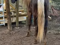 Kısrak, Rocky Mountain Horse — foto 7