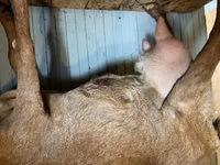 Goat, Saanen goat — photo 3