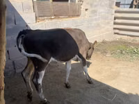 母牛, Cattle — 照片 5