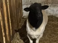Ovce, Dorper sheep — foto 3