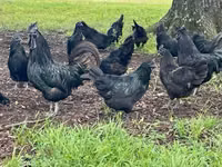Chickens — 写真 2