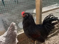 Chickens — 2-сурет