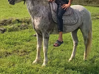 குதிரை, Azerbaijan horse — புகைப்படம் 1