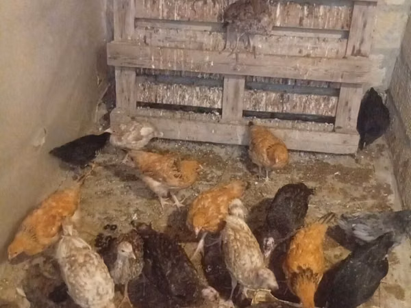 Turkeys — Azerbaïdjan
