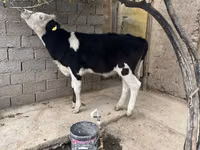 பசு, Russian Black pied cattle — புகைப்படம் 1