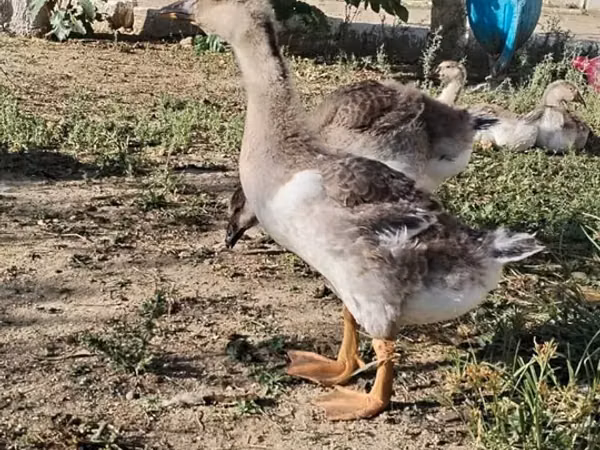 Geese