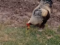 Brahma — Foto 4