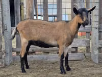 თხა, Alpine goat — ფოტო 4
