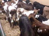 सांड, Simmental cattle — फ़ोटो 2