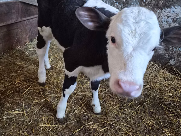 பசு, Russian Black pied cattle