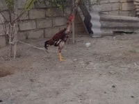 Chickens — Foto 5
