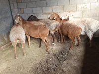 母羊, Sheep — 照片 1