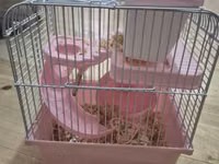 Ağ xəzli kiçik hamster + qəfəs dəsti Paketə daxildir: - Kiçik ölçülü — foto 2