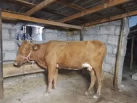 Krowa, Bydło — zdjęcie 2