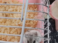 Cırtdan hamsterlər – qəfəs və aksesuarları ilə Məhsul təsviri: - — Foto 1