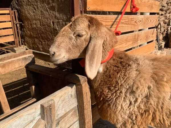 母羊, Arashan sheep