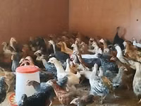 Chickens — zdjęcie 8