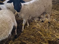 Qoç, Dorper sheep — foto 1