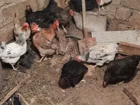 Chickens — 写真 7