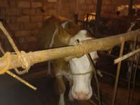 ძროხა, Simmental cattle — ფოტო 2