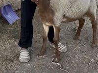 Baran, Rhon sheep — zdjęcie 1
