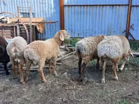 Carneiro, Arashan sheep — foto 4