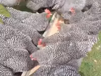 Australorp — foto 1