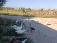Geese — zdjęcie 2