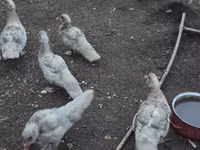 Ducks — foto 1