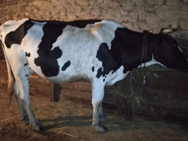 Krava, Holštýnské plemeno