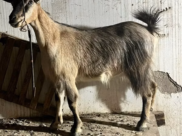 თხა, Alpine goat