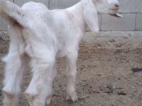 ஆண் வெள்ளாடு, Nubian Goat — புகைப்படம் 2