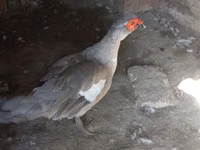டொமேஸ்டிக் மஸ்கோவி — புகைப்படம் 3