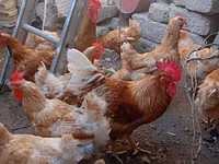 Chickens — zdjęcie 8