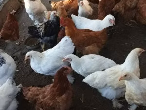 Chickens
