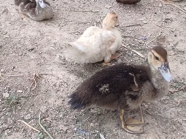 Ducks — Ozarbayjon