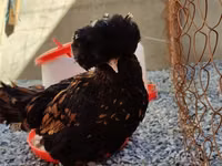 Chickens — zdjęcie 2