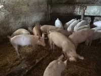 Чочколор (партия, жынысы көрсөтүлгөн эмес) — сүрөт 2