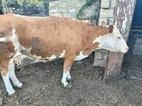Krowa, Simmental cattle — zdjęcie 1