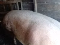 Sow, Pigs — photo 2