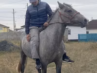 ცხენი, ცხენები — ფოტო 3
