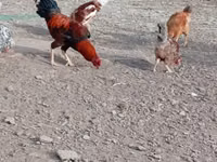 Chickens — Foto 5