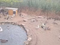 Ducks — foto 8
