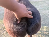 نعجة, Arashan sheep — الصورة 2