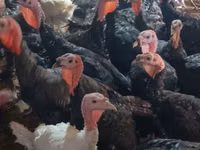 Turkeys — foto 3