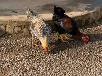 Chickens — ფოტო 2