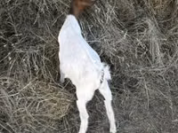 Oğlak, Nigerian dwarf goats — foto 2